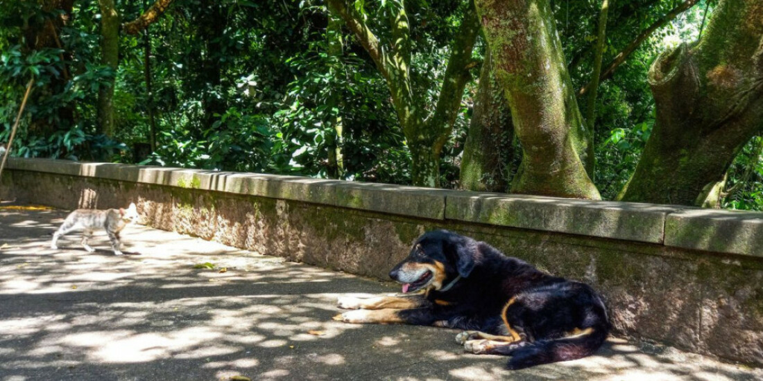 Cães e gatos também são considerados espécies invasoras no Brasil
