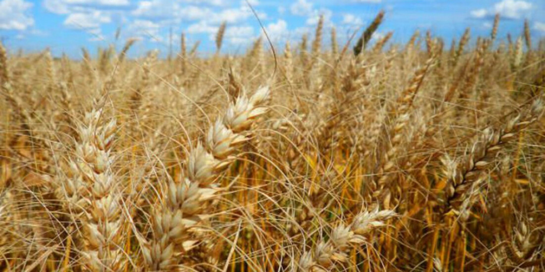 Conselho tem até 5 de abril para decidir sobre trigo transgênico