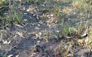 Ossada é encontrada na Volta Fria