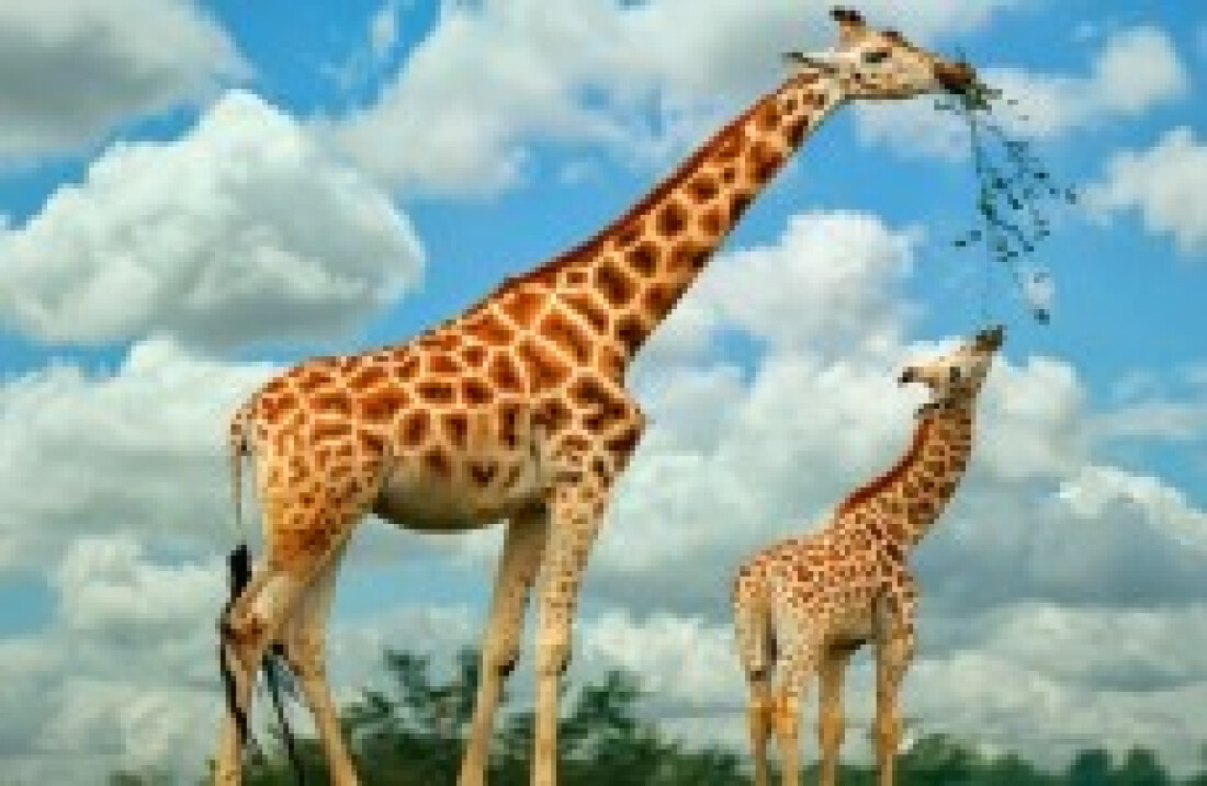 Animais mais nojentos do mundo
