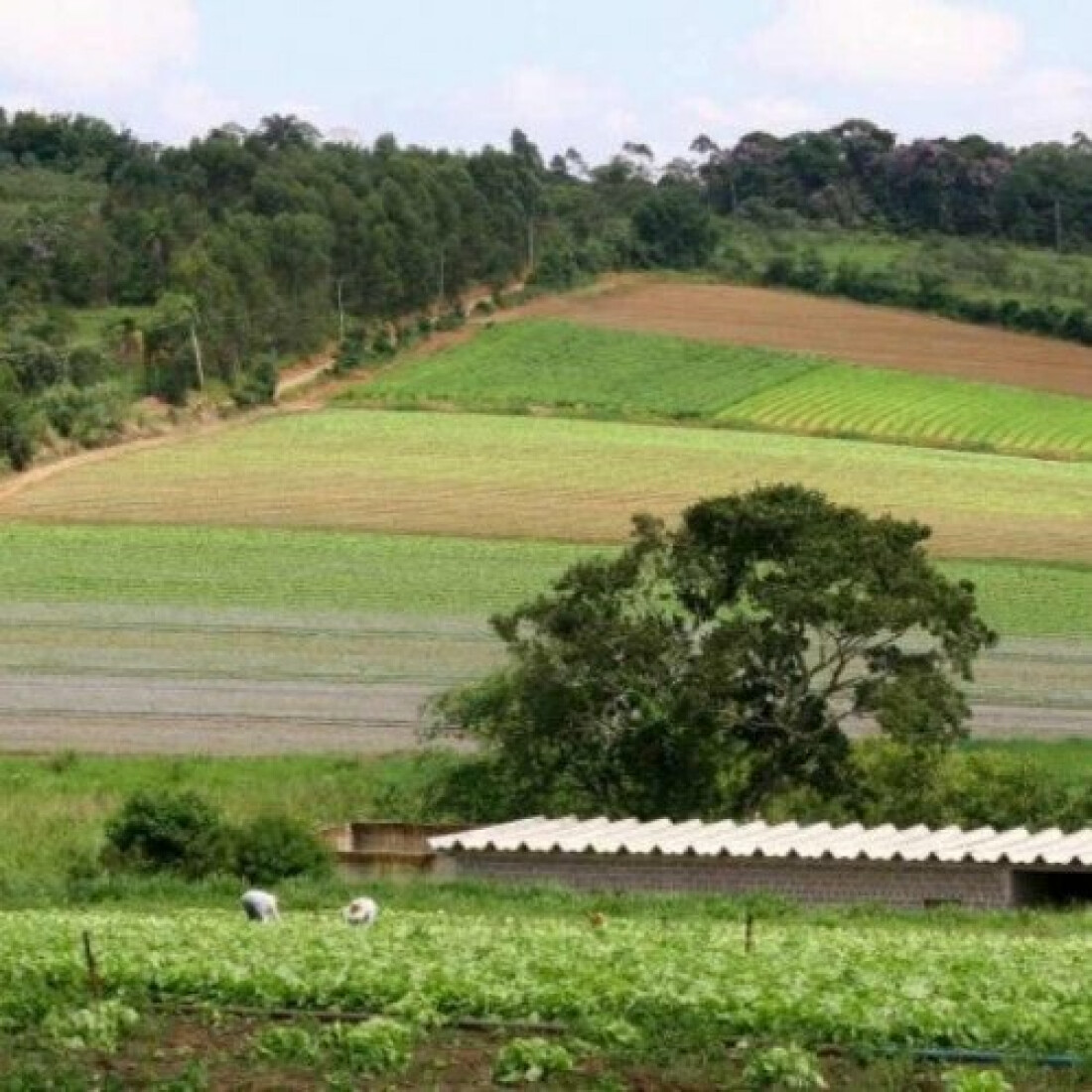Agricultura inicia tratativas de subvenção do Seguro Rural