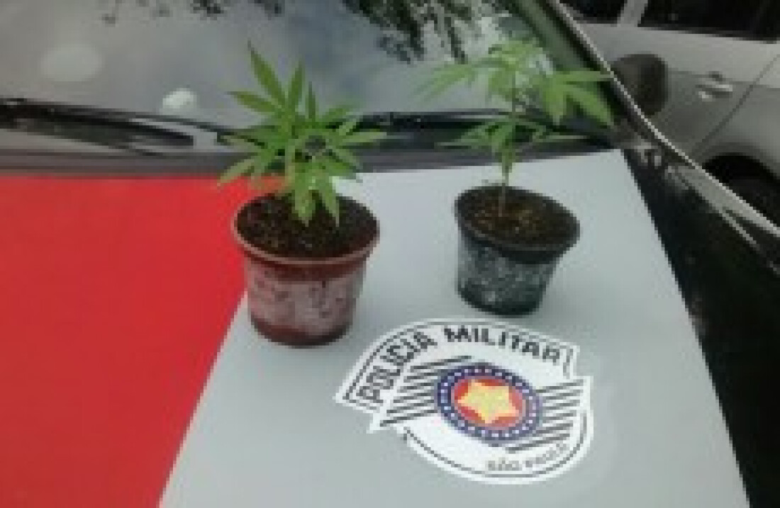 Plantas de maconha são apreendidas em Biritiba: