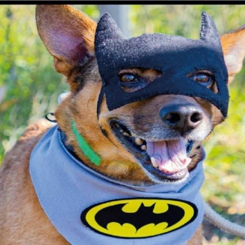 3ª Feira de Adoção de cães e gatos ocorre hoje no CCZ