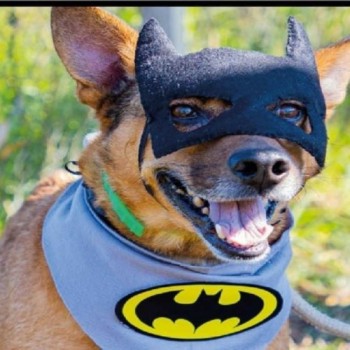 3ª Feira de Adoção de cães e gatos ocorre hoje no CCZ
