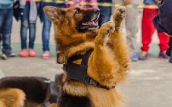 Ferraz terá encontro de canis da Guarda Municipal