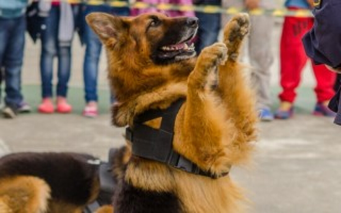 Ferraz terá encontro de canis da Guarda Municipal