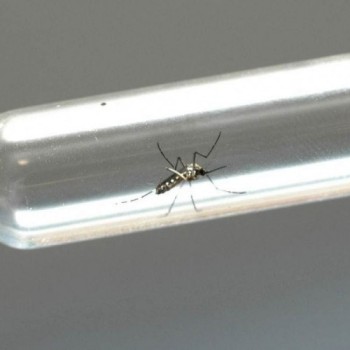 Casos de dengue em Mogi têm acréscimo de 124% em 1 ano