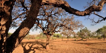 Ambientalistas denunciam degradação dos recursos hídricos do Cerrado
