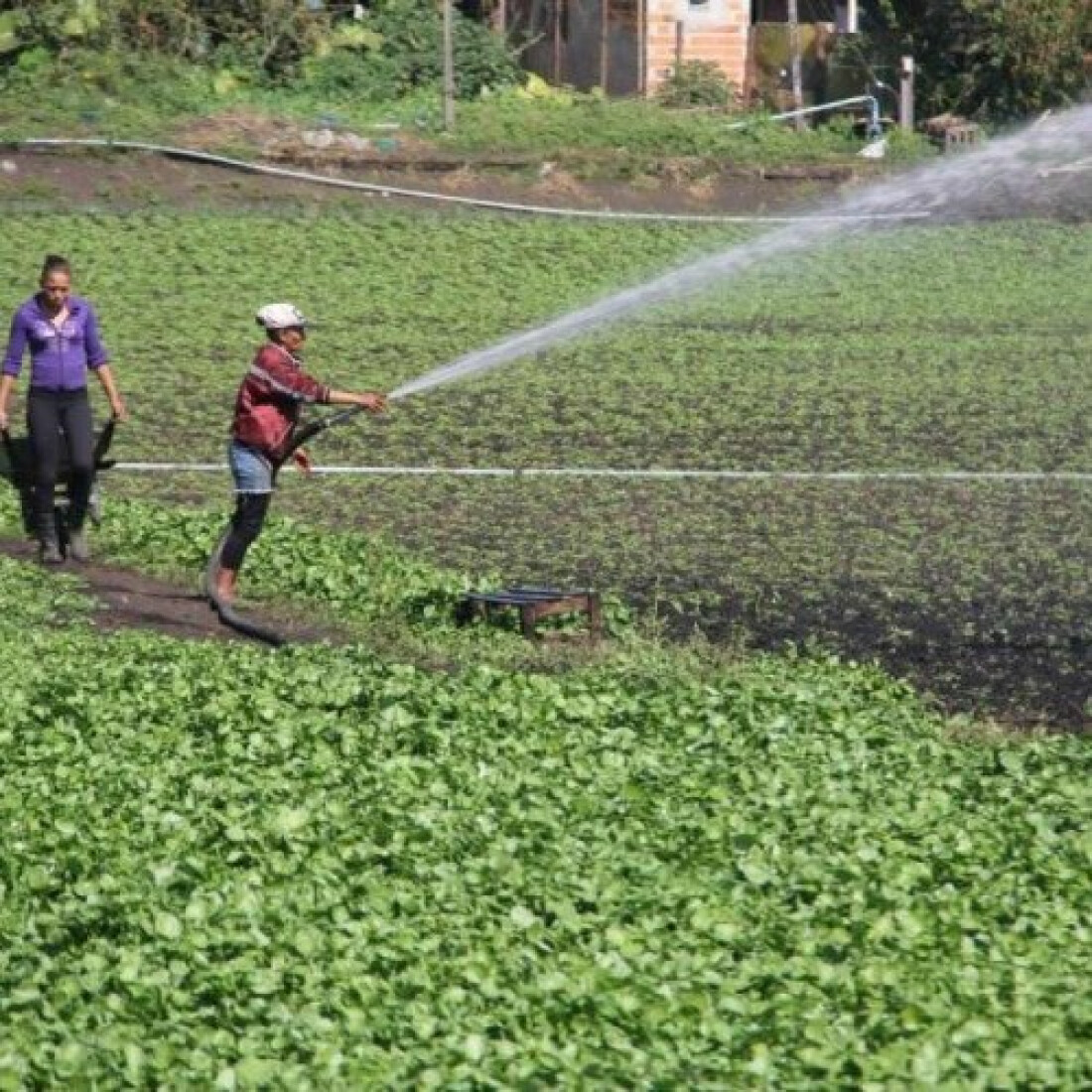 Consumo de hortaliças pode ser beneficiado pelo inverno