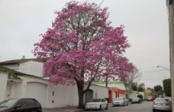 Primavera terá chuvas acima da média na região