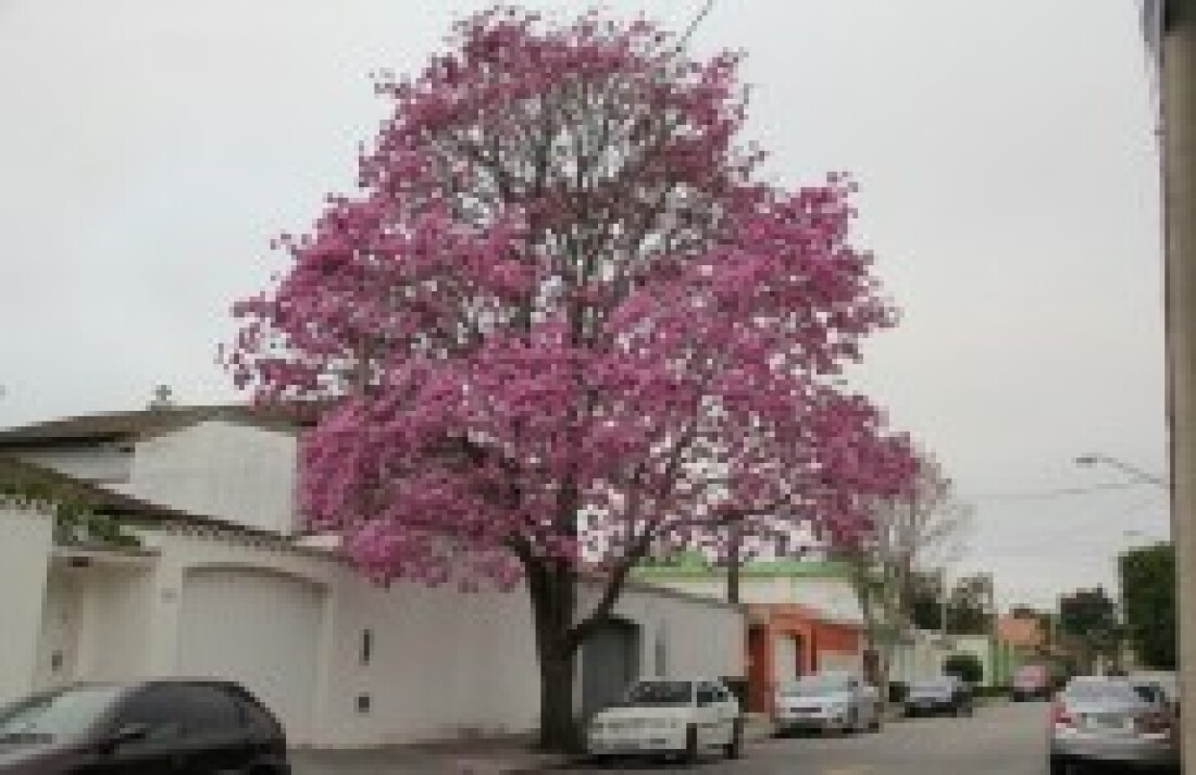 Primavera terá chuvas acima da média na região
