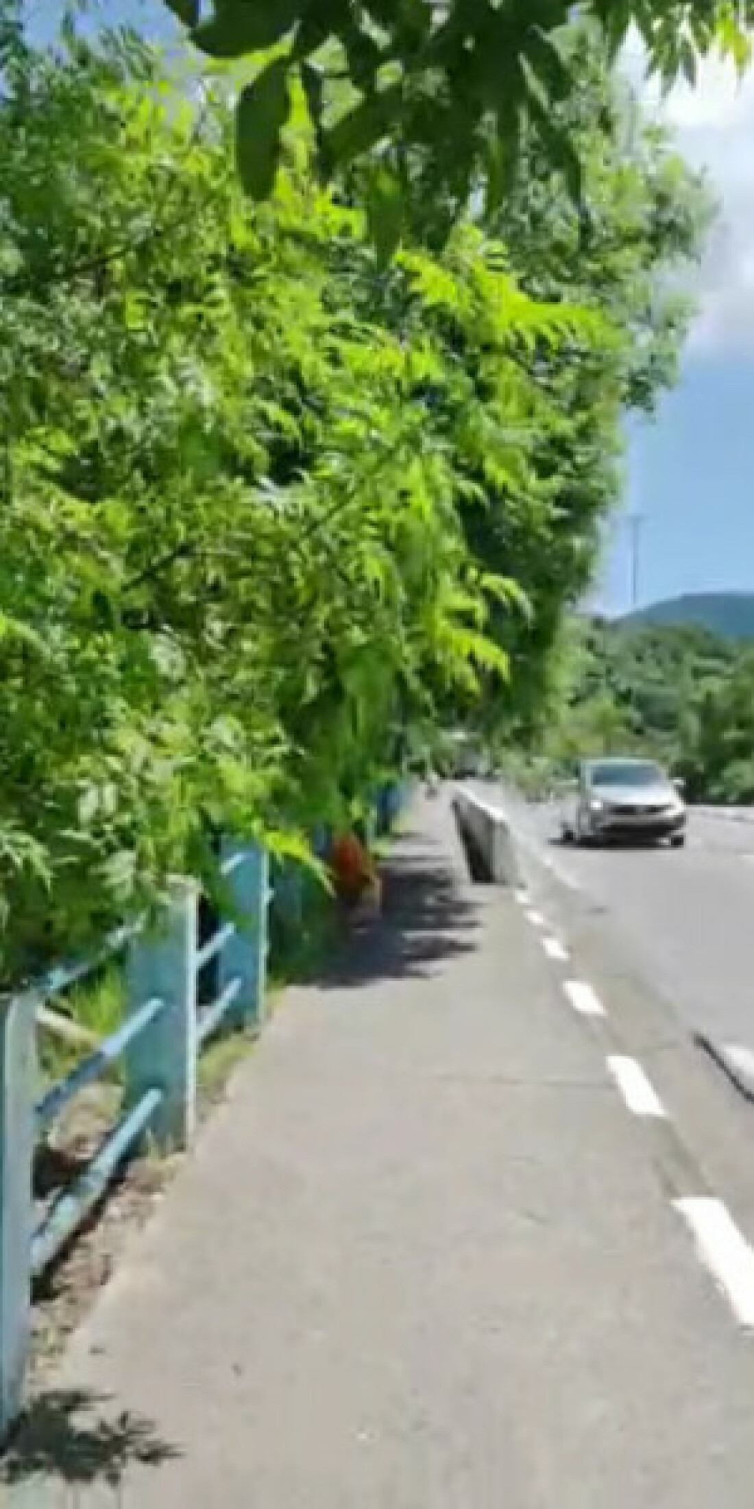 Moradora reclama da falta de poda de árvores no Mogilar