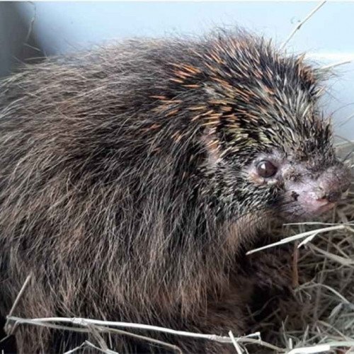 Programação terá soltura de animais e plantio de mudas