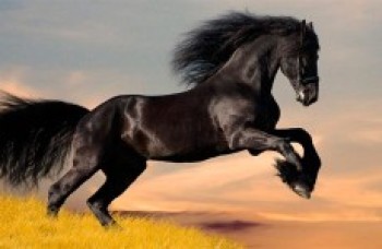 Curiosidades sobre os cavalos