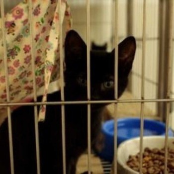 Feira de adoção de cães e gatos ocorrerá no sábado
