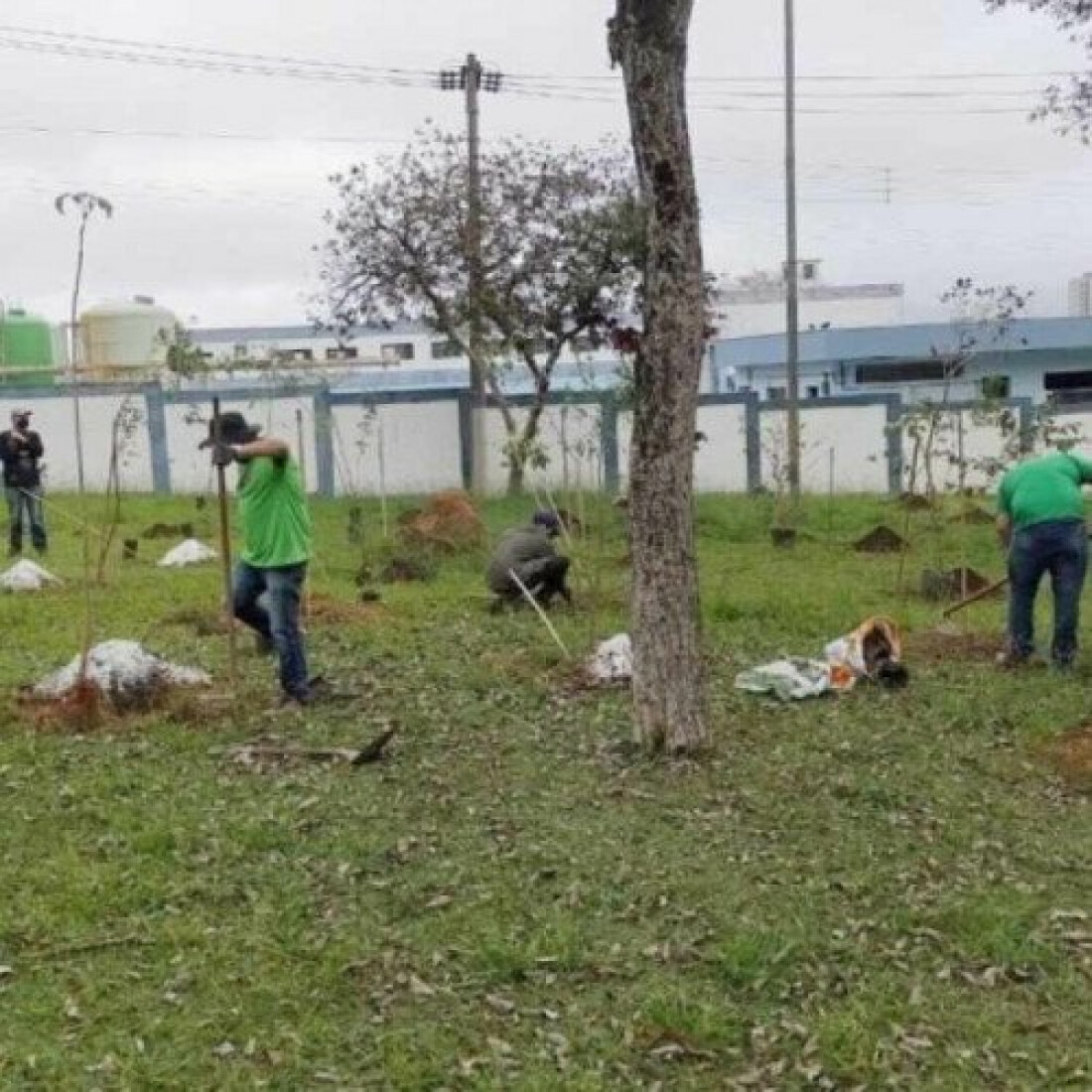 Junho Ambiental terá reintrodução de orquídeas