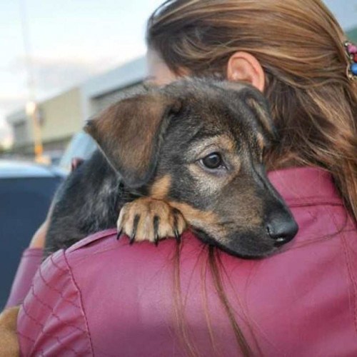 Guararema lança site para ajudar na adoção de animais