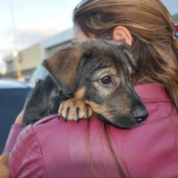 Guararema lança site para ajudar na adoção de animais
