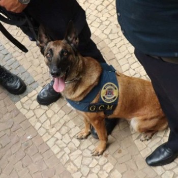 Cadela Mayla é destaque na Guarda Civil de Suzano