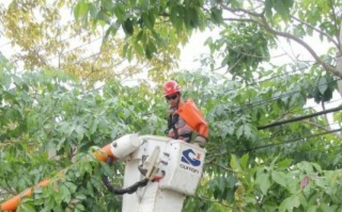 Árvores são podadas na rua Coronel Souza Franco:
