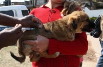 Mais de 164 mil cães e gatos recebem vacinas
