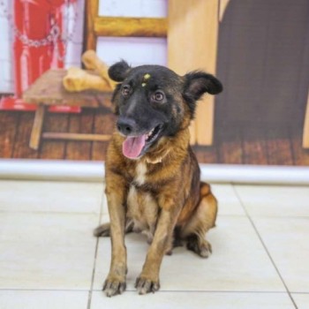 Poá promove campanha de adoção de cães e gatos