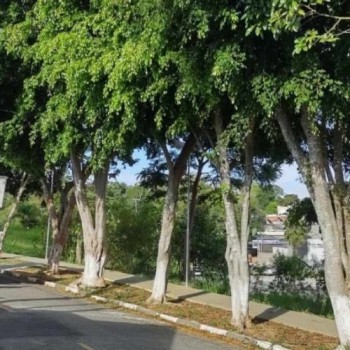 Podas de adequação auxiliam no crescimento das árvores