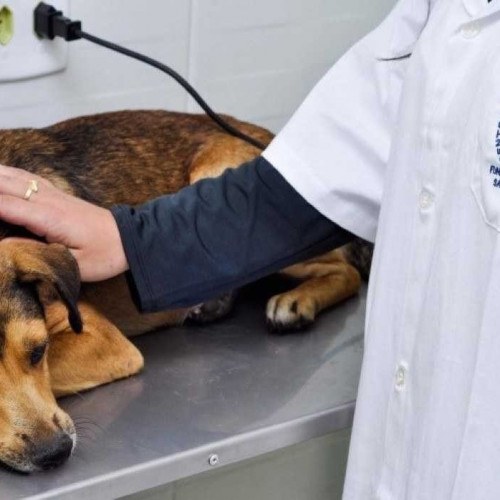 Prefeitura promove feira de adoção de cães e gatos