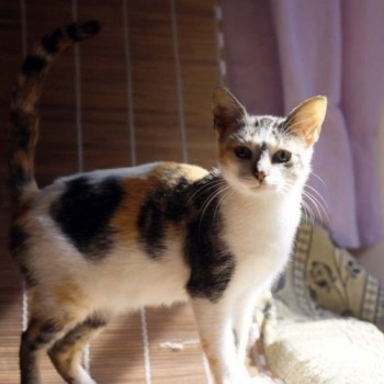 Campanha 'Baby, me leva' tem 39 gatos para adoção