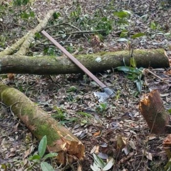 Patrulha flagra corte de árvores em área de proteção