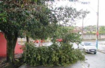 Árvore cai e bloqueia metade de rua na Vila Cintra: