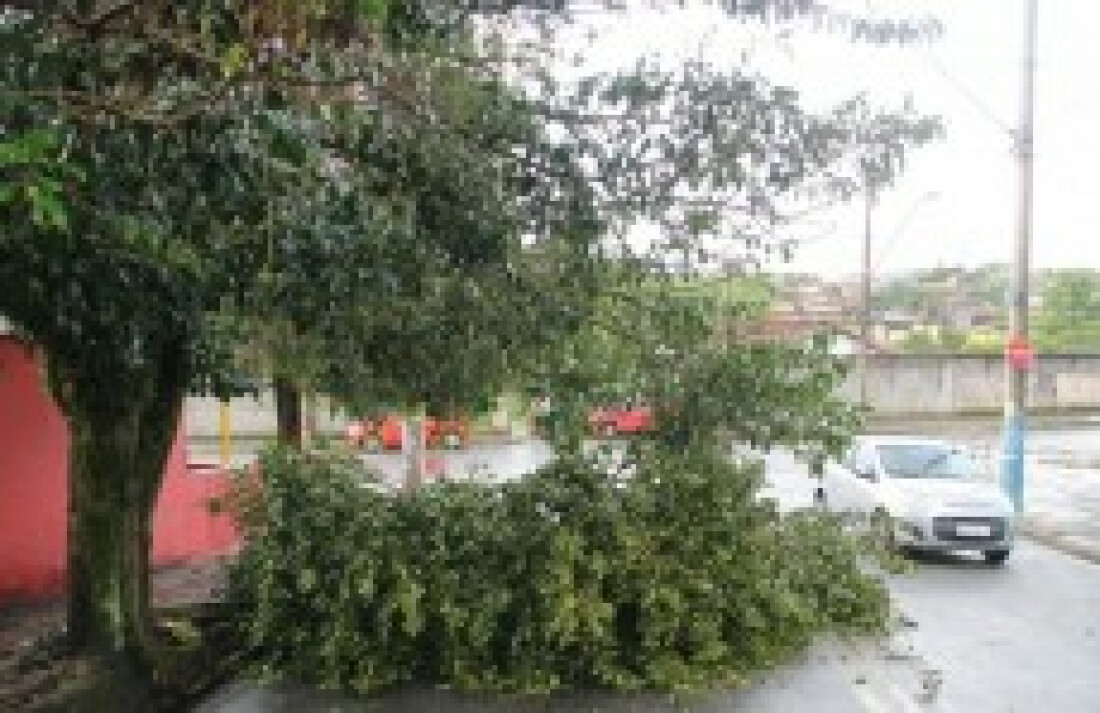 Árvore cai e bloqueia metade de rua na Vila Cintra: