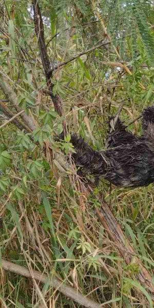 Preguiça se enrosca em Itaquá