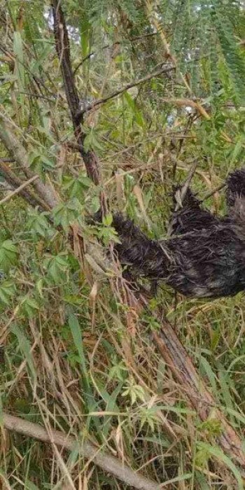 Preguiça se enrosca em Itaquá