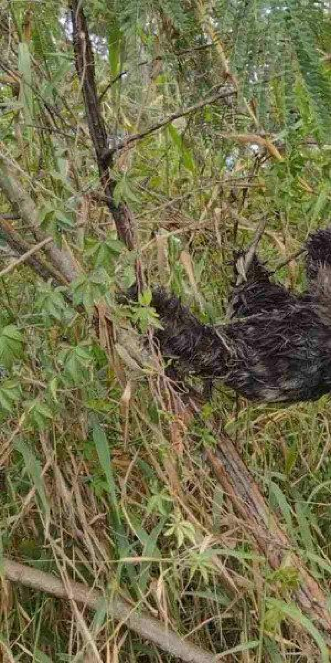 Preguiça se enrosca em Itaquá