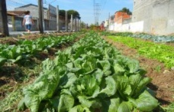 Famílias cultivam alimentos orgânicos em áreas da EDP