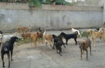 Abandono de animais em Suzano ainda é problema