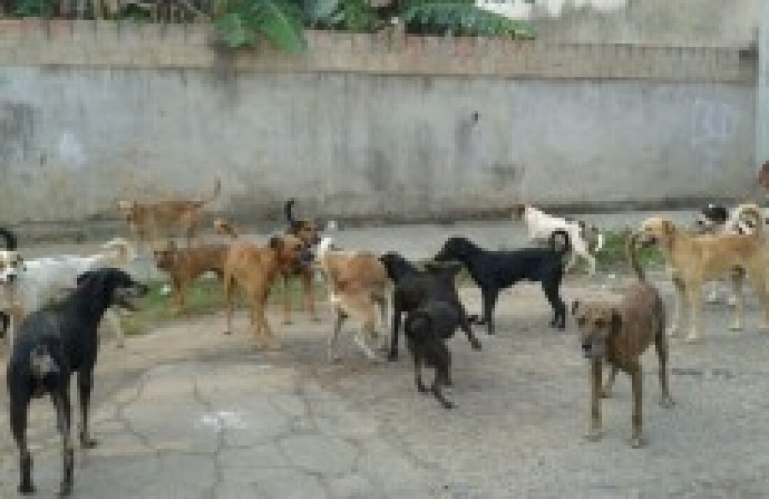 Abandono de animais em Suzano ainda é problema