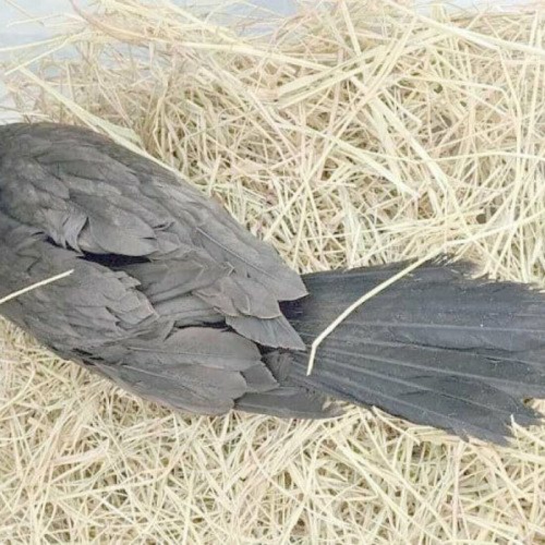 Patrulha Rural da Guarda Municipal resgata ave ferida