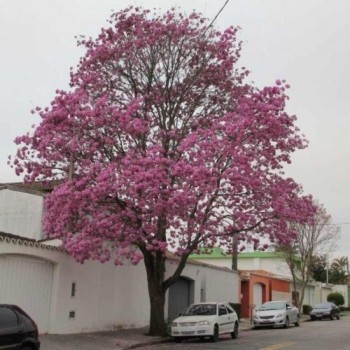 Meio Ambiente apresenta plano para de arborização