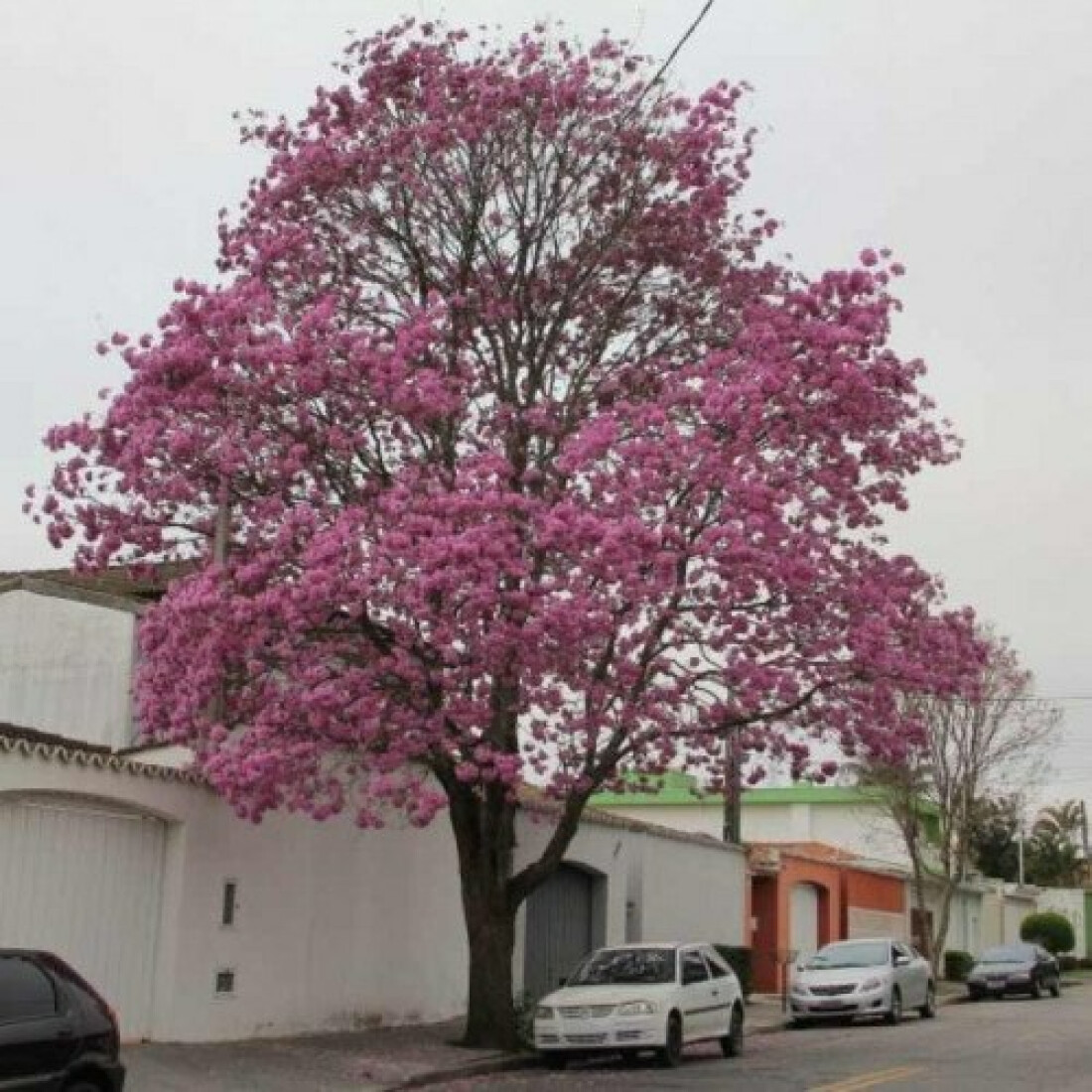 Meio Ambiente apresenta plano para de arborização