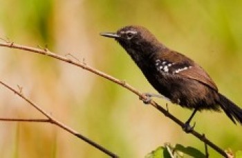 Guararema terá 1º Seminário de 'Observação de Aves' hoje