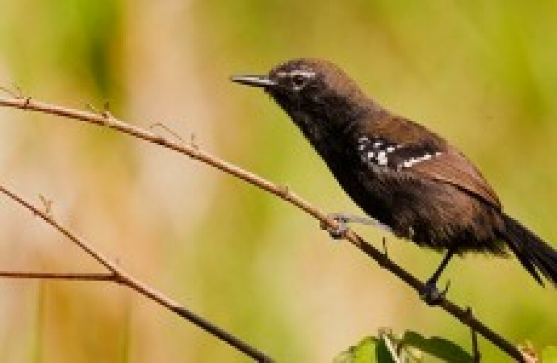 Guararema terá 1º Seminário de 'Observação de Aves' hoje