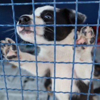 Filhotes de cachorro são resgatados na Índio Tibiriçá