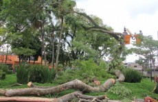 Chuva obriga equipes a retirar árvore de praça: