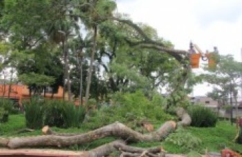 Chuva obriga equipes a retirar árvore de praça: