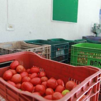 Itaquá consegue doação de 1,6 tonelada de tomates