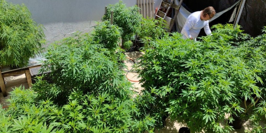 Venda nas farmácias de produtos à base de cannabis cresce 342,3%