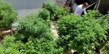Venda nas farmácias de produtos à base de cannabis cresce 342,3%