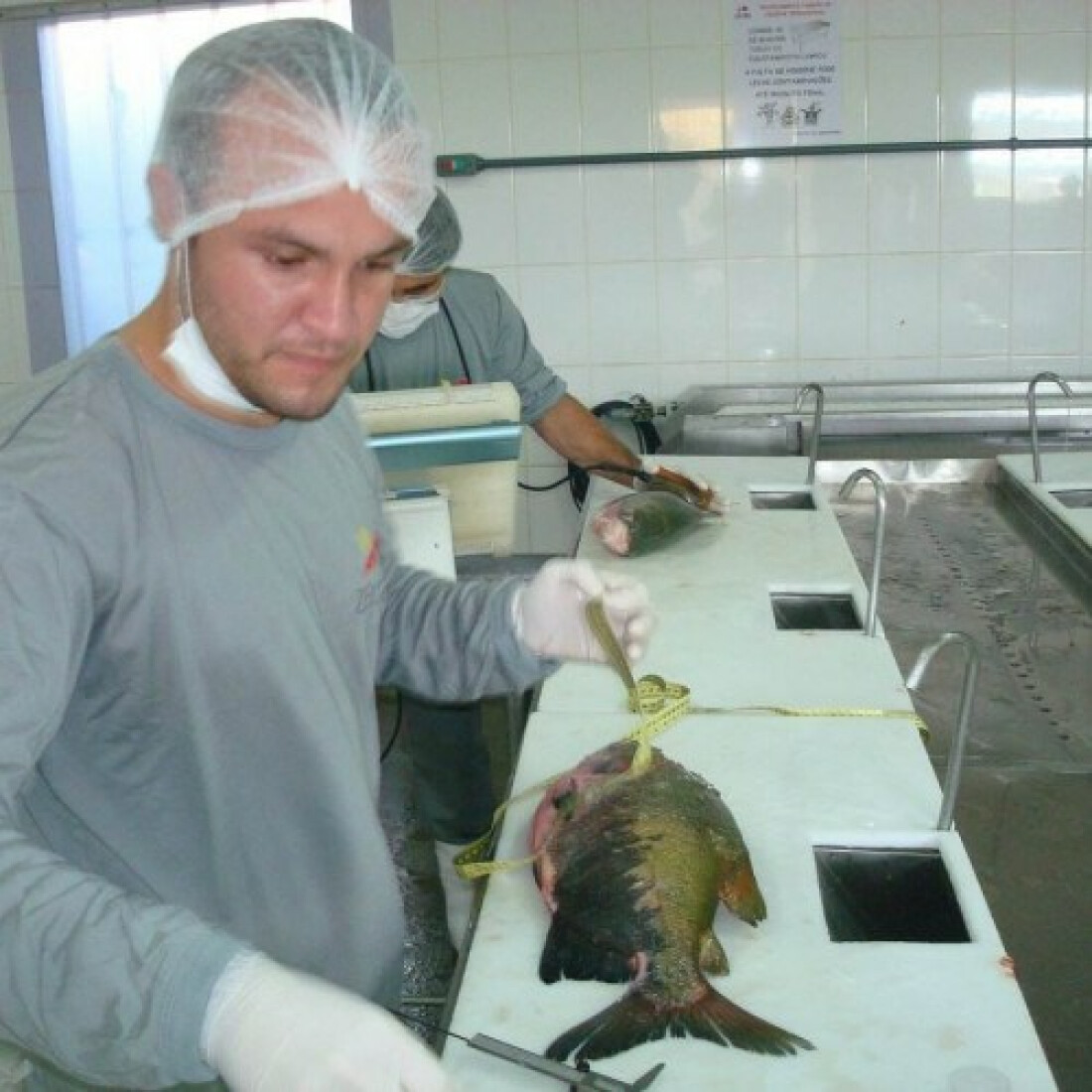 UMC atua na preservação e reprodução de diversos peixes